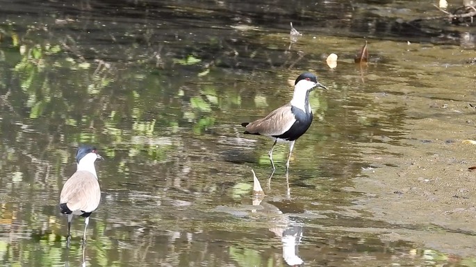 Lapwing, Spur-winged 5