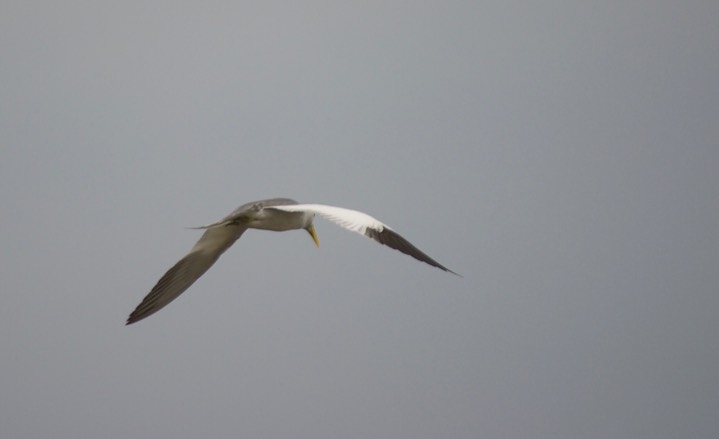 Large-billed Tern, Phaetusa simplex