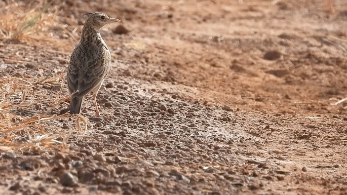 Lark, Crested 1