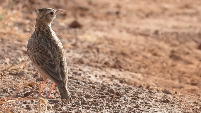 Lark, Crested 2