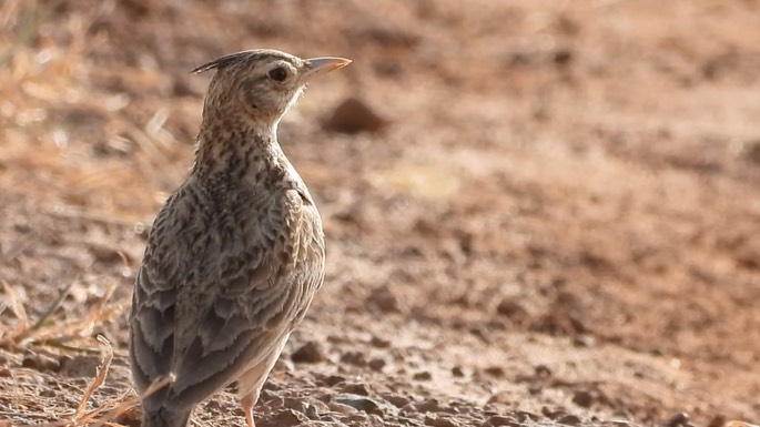 Lark, Crested 5