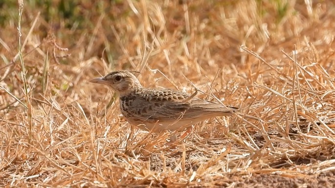 Lark, Crested 6