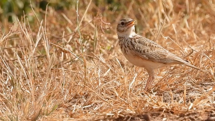 Lark, Crested 7