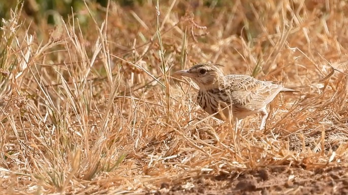 Lark, Crested 8