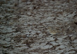 Lark, Greater Short-tailed. Calandrella brachydactyla3
