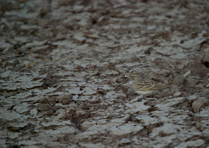Lark, Greater Short-tailed. Calandrella brachydactyla3