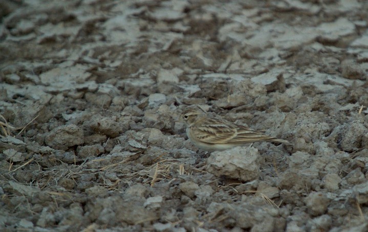 Lark, Greater Short-tailed. Calandrella brachydactyla1