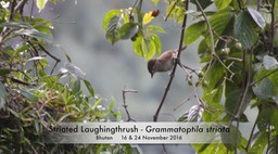 Laughingthrush, Striated 1