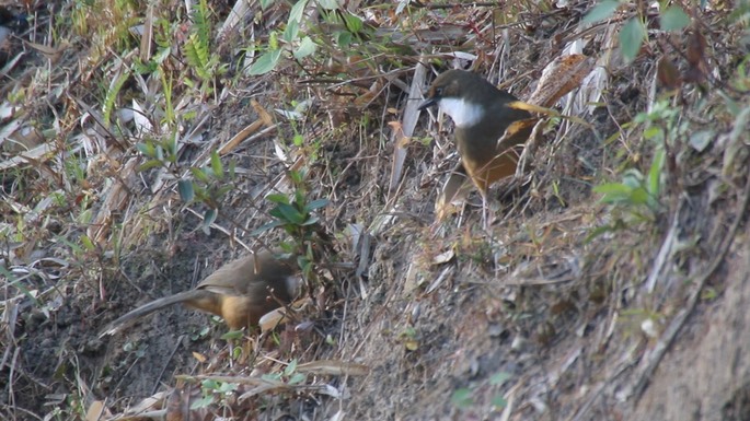 Laughingthrush, White-throated