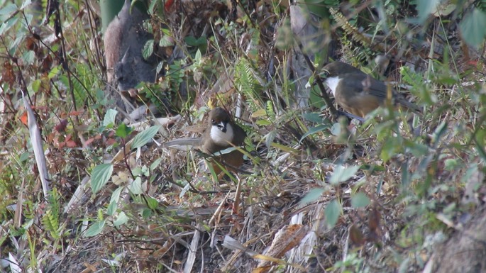 Laughingthrush, White-throated 5