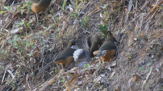 Laughingthrush, White-throated 2