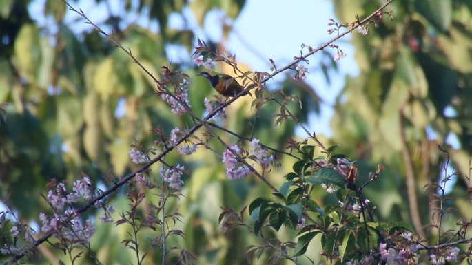 Leafbird, Orange-bellied