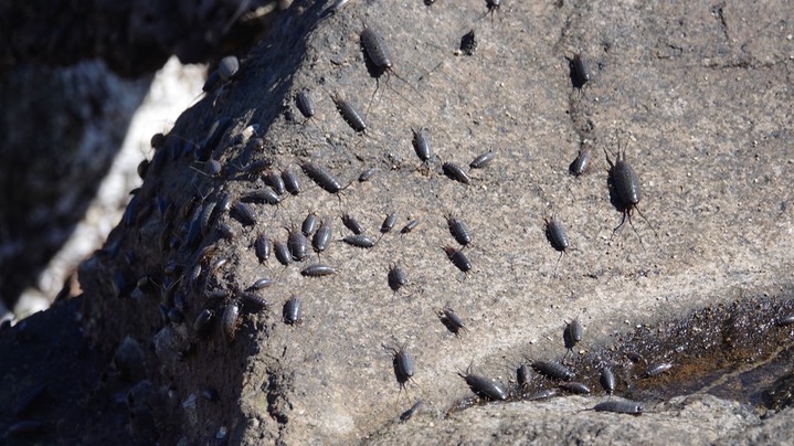 Ligia occidentalis, Western Rock Slater/Rock Louse
