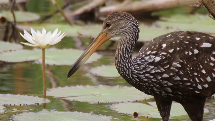 Limpkin 2