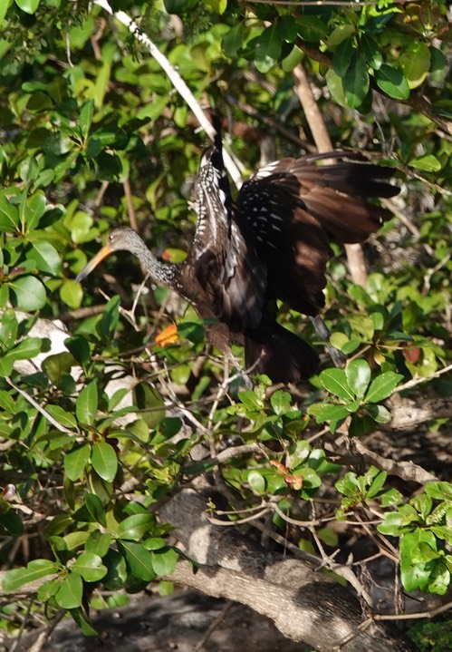 Limpkin, Aramus guarauna