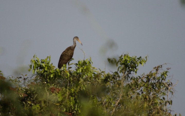 Limpkin, Aramus guarauna