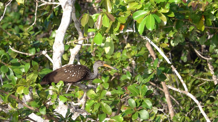 Limpkin (Belize 2021)