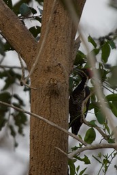 Lineated Woodpecker, Dryocopus lineatus