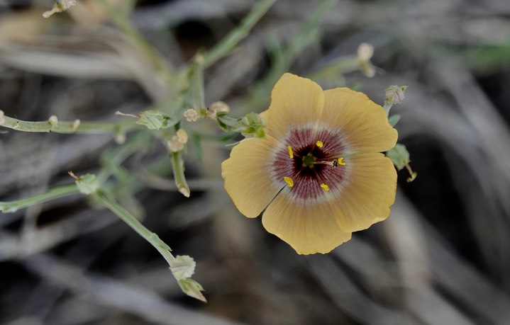 Chihuahua Yellow Flax - Linum vernale