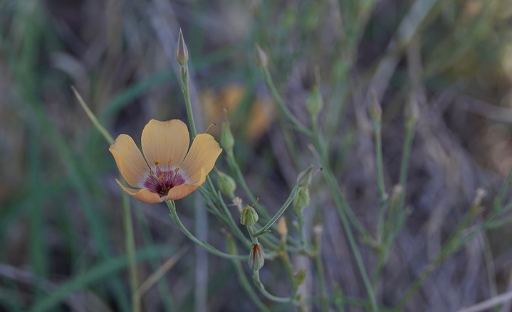 Linum puberulum3