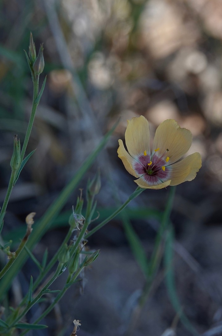 Linum puberulum4