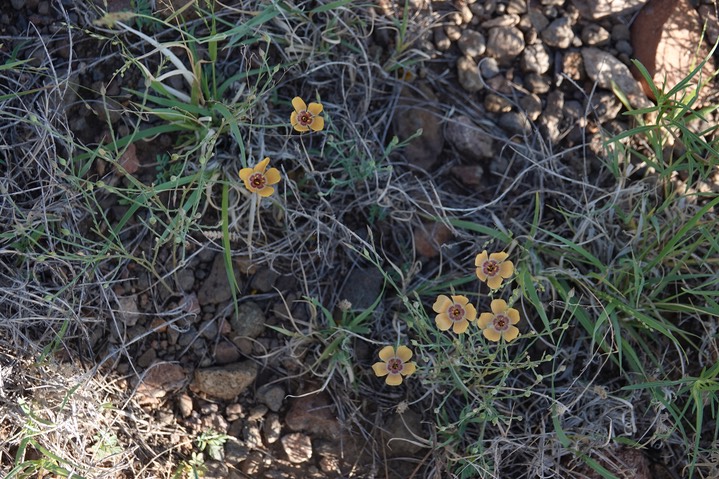 Linum puberulum5