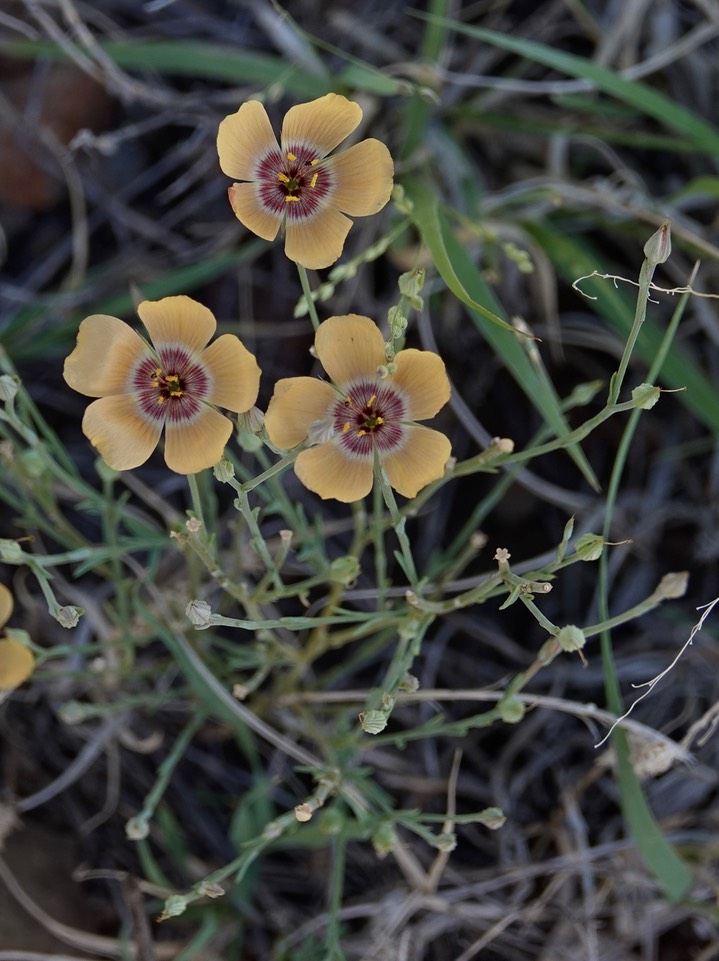 Linum puberulum6
