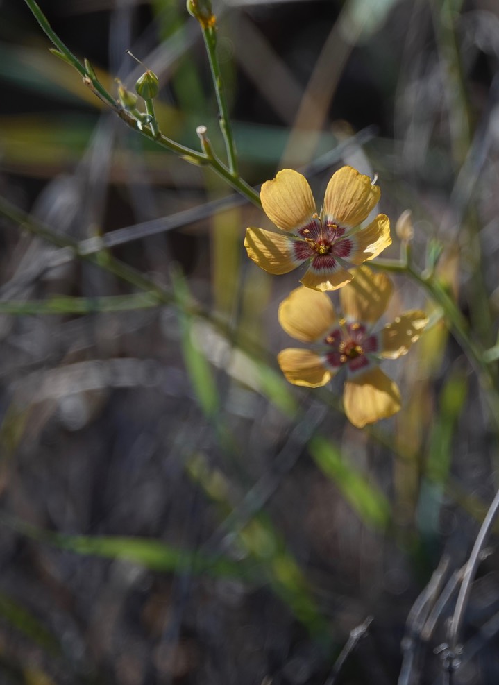 Linum puberulum7
