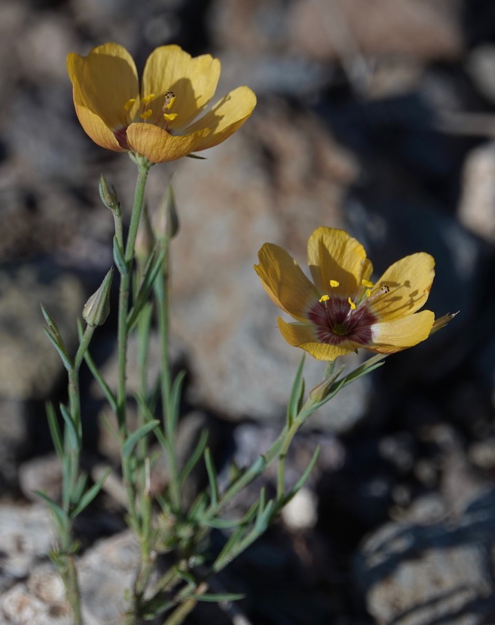 Linum puberulum8