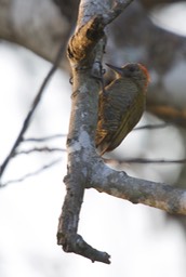 Little Woodpecker, Veniliornis passerinus20a