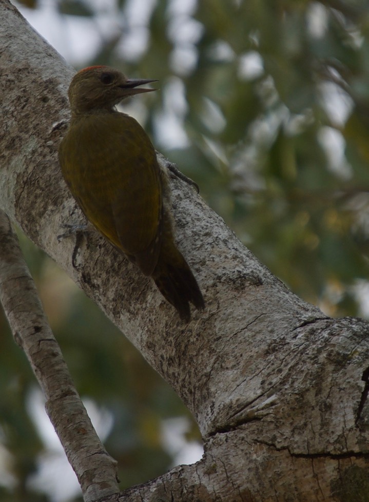 Little Woodpecker, Veniliornis passerinus