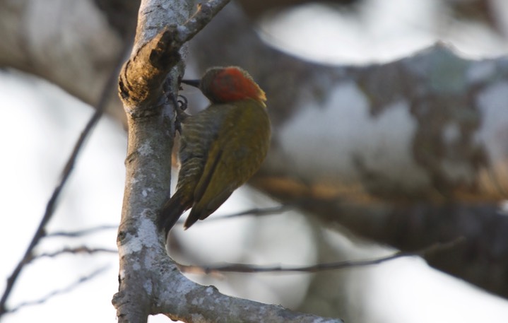 Little Woodpecker, Veniliornis passerinus20b