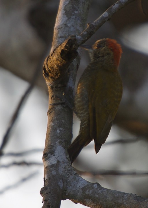 Little Woodpecker, Veniliornis passerinus