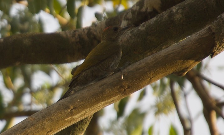 Little Woodpecker, Veniliornis passerinus21c