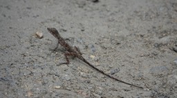 Lizard (unidentified) i1