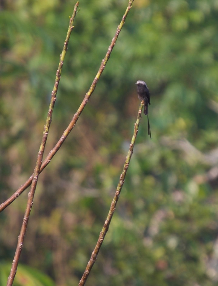 Long-tailed Tyrant, Colonia colonus2