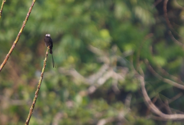 Long-tailed Tyrant, Colonia colonus3