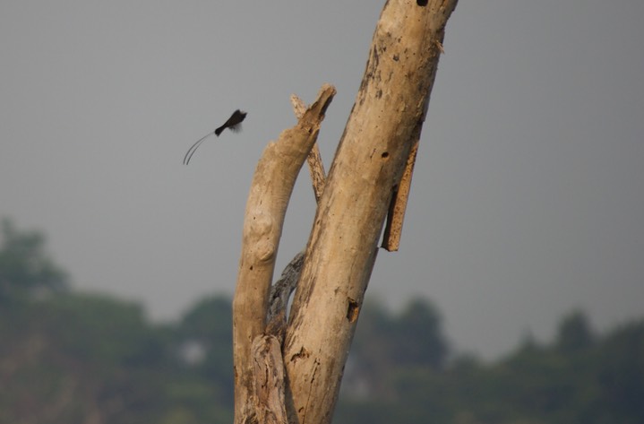 Long-tailed Tyrant, Colonia colonus