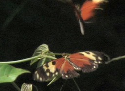 Longwing, Tiger