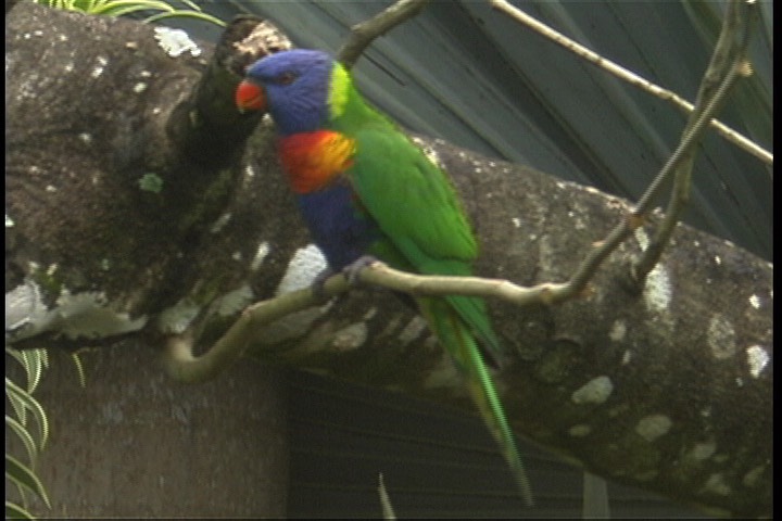 Lorikeet, Rainbow 1