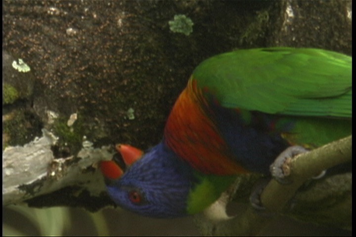 Lorikeet, Rainbow 2