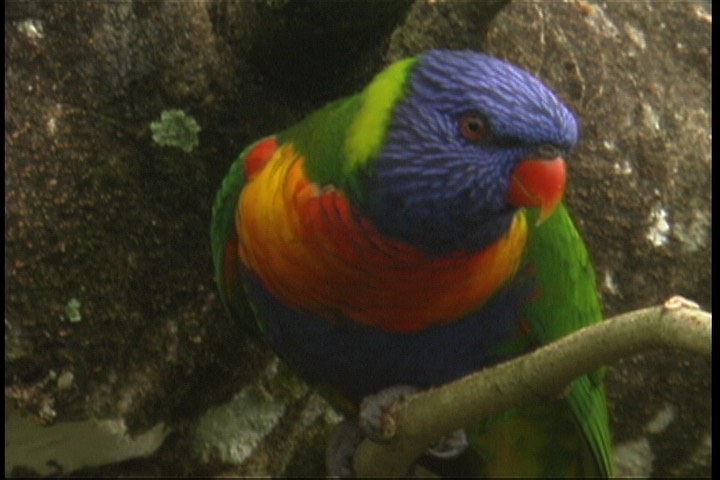 Lorikeet, Rainbow 4