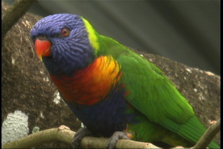 Lorikeet, Rainbow 5