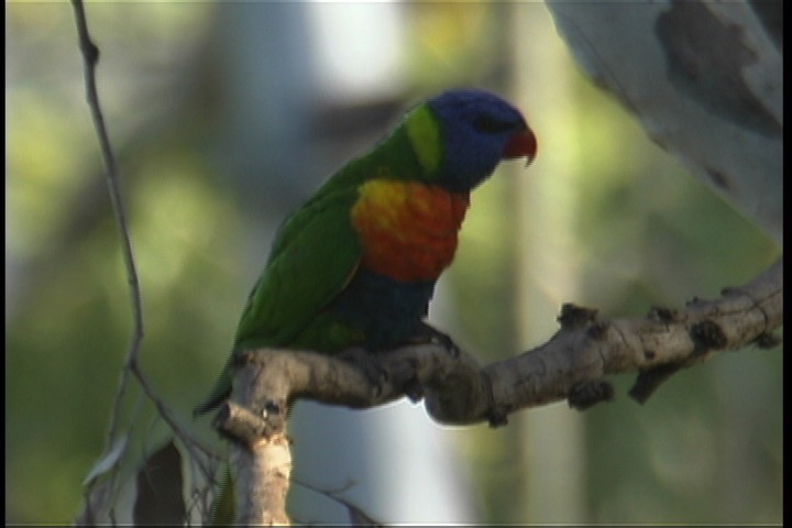 Lorikeet, Rainbow 6