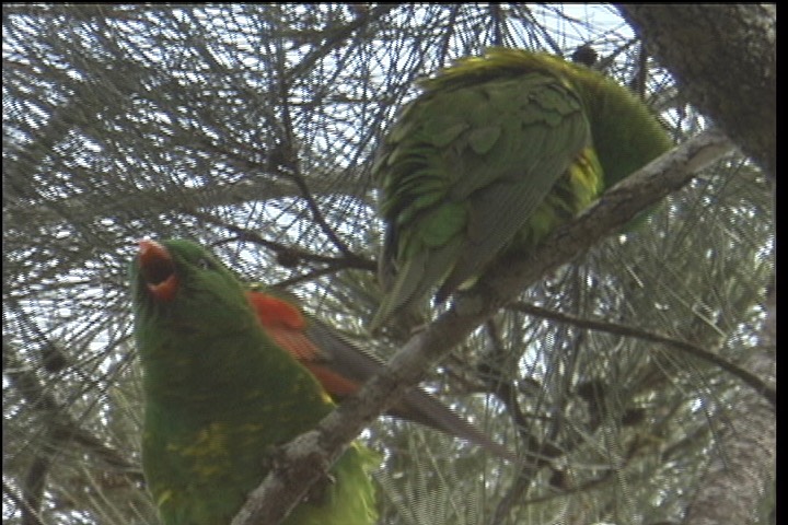 Lorikeet, Scaly-breasted 1