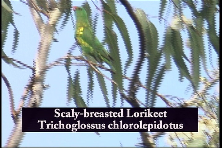 Lorikeet, Scaly-breasted 1