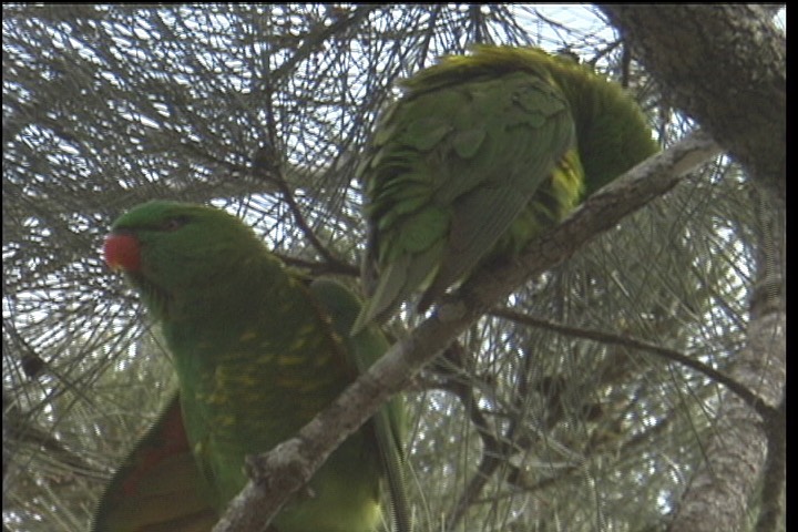 Lorikeet, Scaly-breasted 2