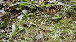 Lycorea ilione lamirus (Cerro Montezuma, Colombia)