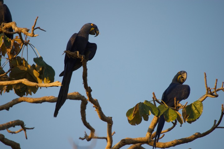 Macaw, Hyacinth 2