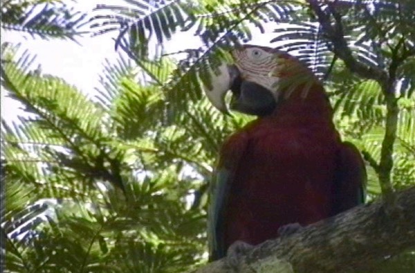 Macaw, Red and Green